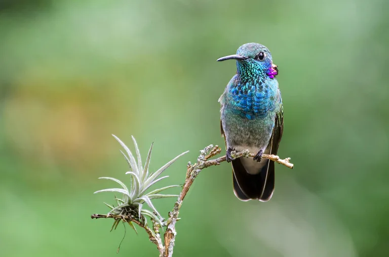 Dalva Couto Ribeiro - Pequeno Colibri