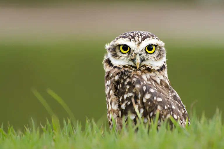 Dalva Couto Ribeiro - The Brave Owl