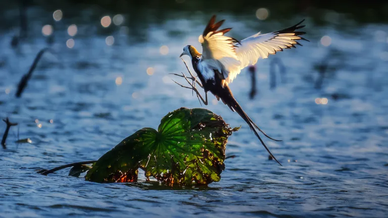 Duan Fangming - 信步荷叶 Skimming over lotus leaf