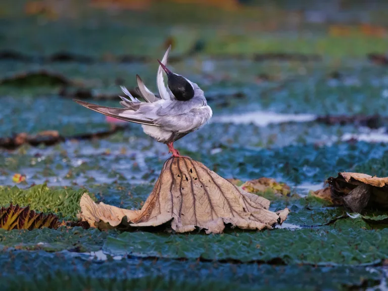 Duan Fangming - 梳妆 Grooming4I0A3650 1