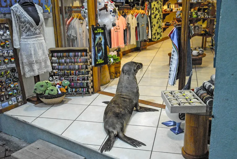 Georgios Kazazis - Alive souvenir