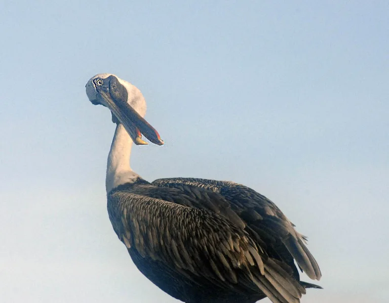 Georgios Kazazis - Pelican eye