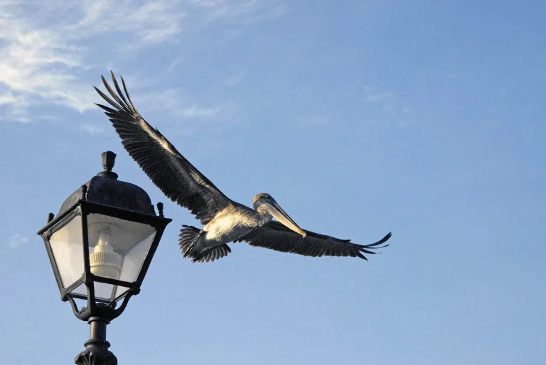 Georgios Kazazis - Pelican light