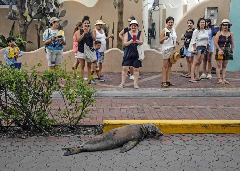 Georgios Kazazis - Street lion