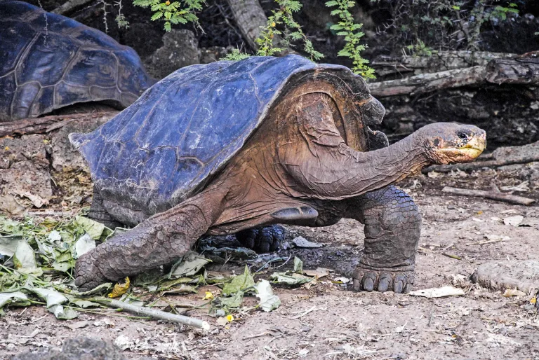 Georgios Kazazis - The galapagos turtle