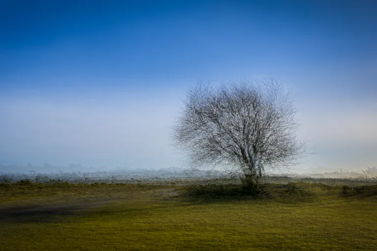 Goran Zebuhr - Lonesome Tree