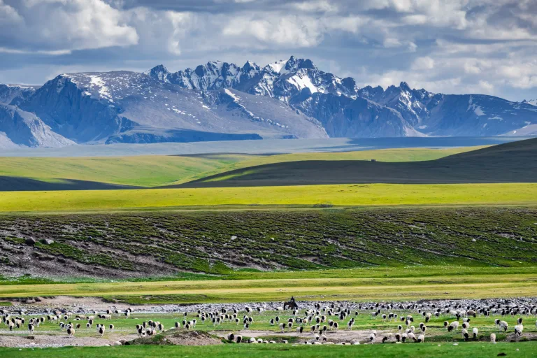 Gu Ying - 3.天山脚下好牧场 Pasture at foot of mountains