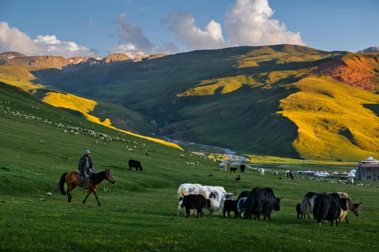 Gu Ying - 4.天山牧牛Yak on Tianshan Mountain