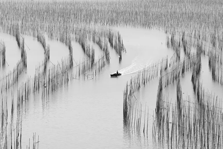 He Jianfeng - 海上竹林 Forest in the sea