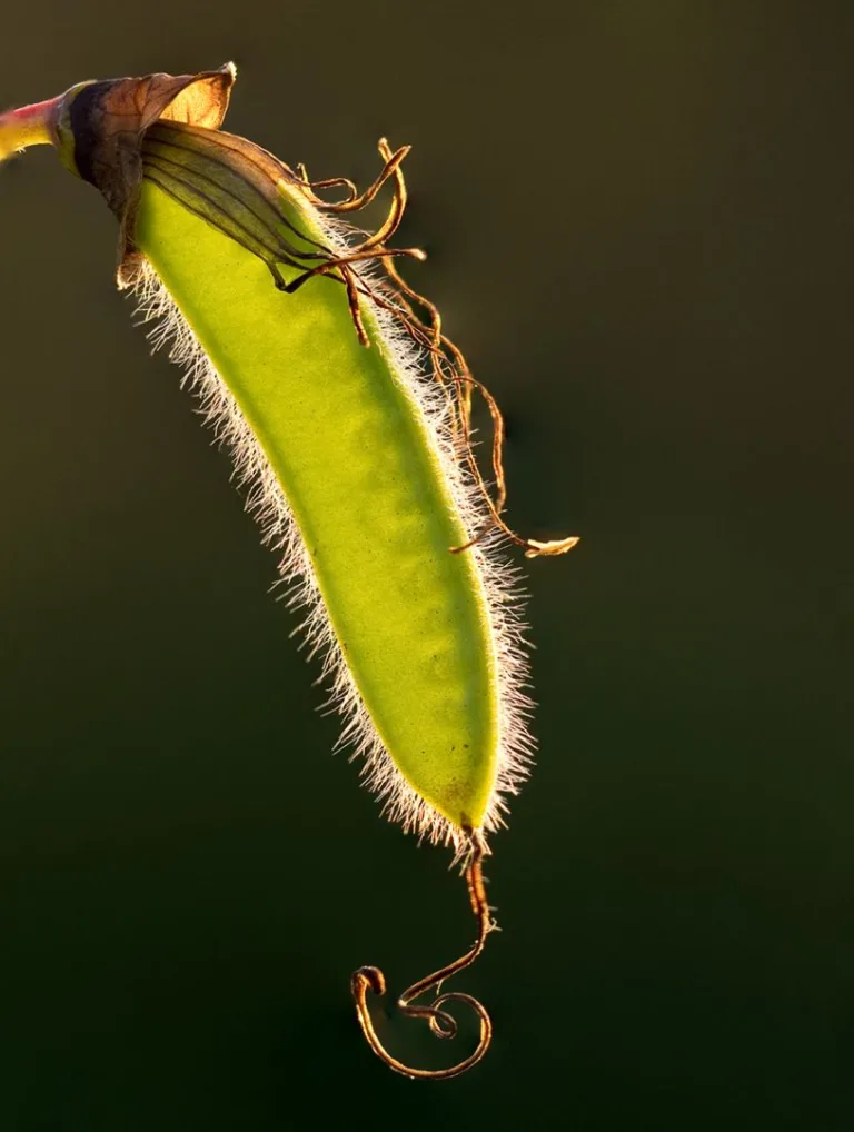 Kenny McLean - 8. Backlit Seed Pod