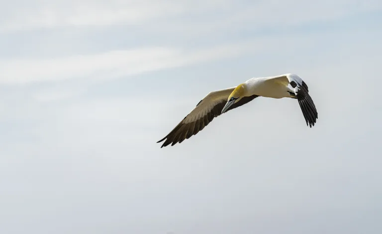 Kishore Seegobin - Flight of the Cape Gannet