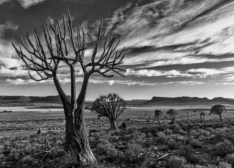 Kishore Seegobin - Quiver Trees