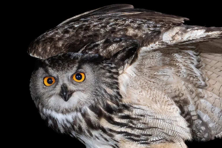 Mario Cioni - 01 Eagle owl