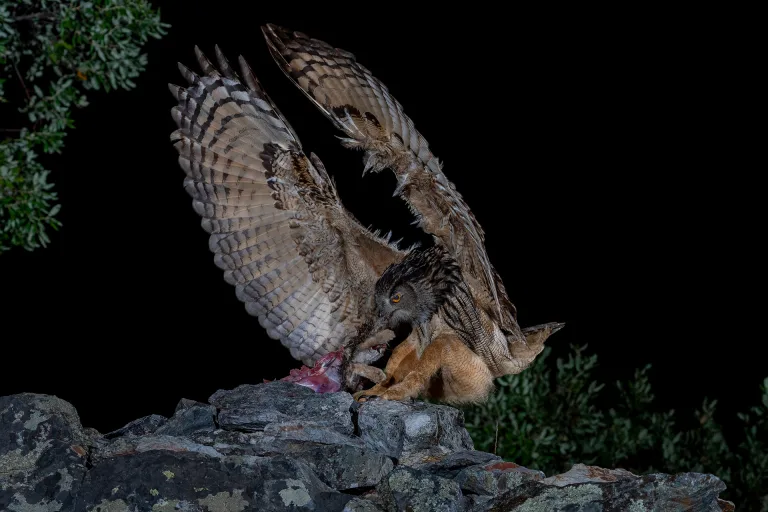 Mario Cioni - 02 The Owls meal