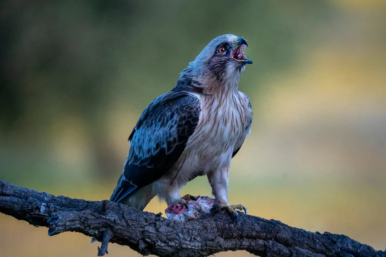 Mario Cioni - 07 The scream