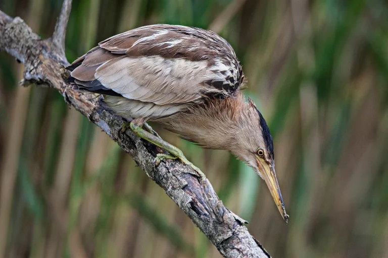 Mario Cioni - 10 The wait
