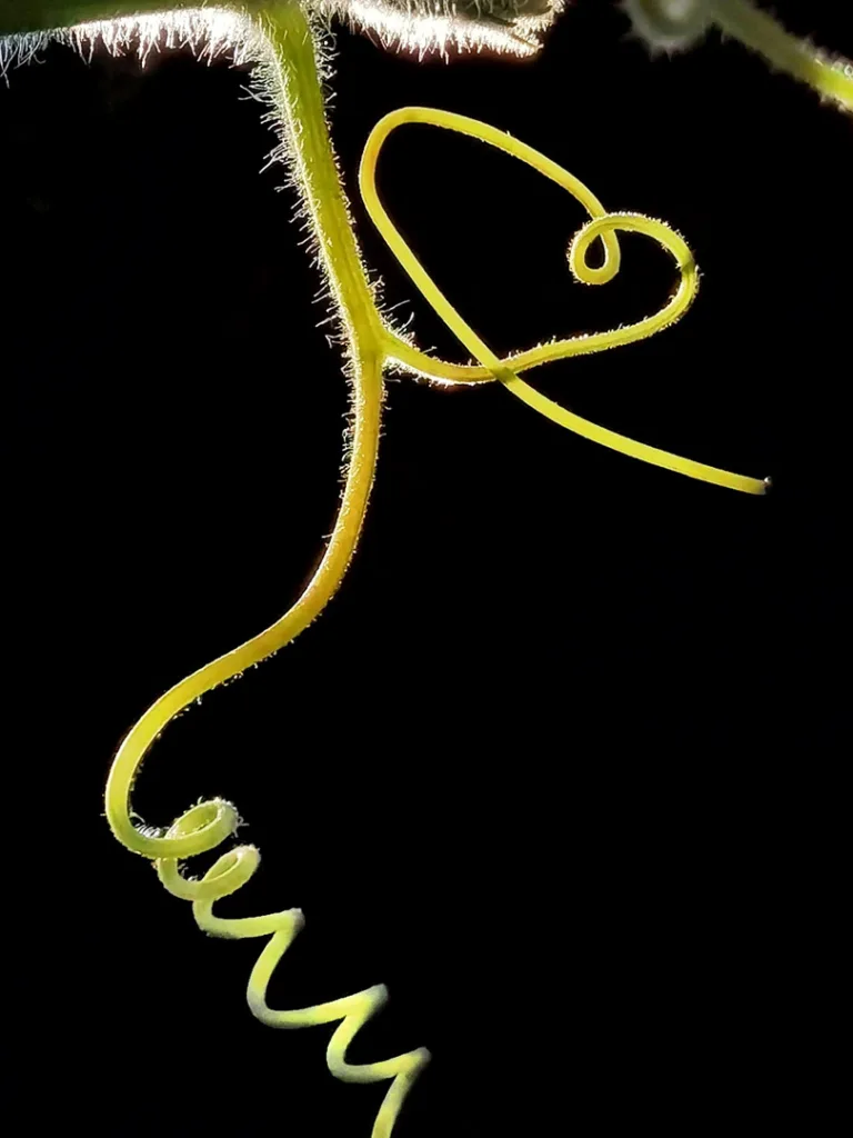 Miao Dejie - The Love Code of the Flower World 1