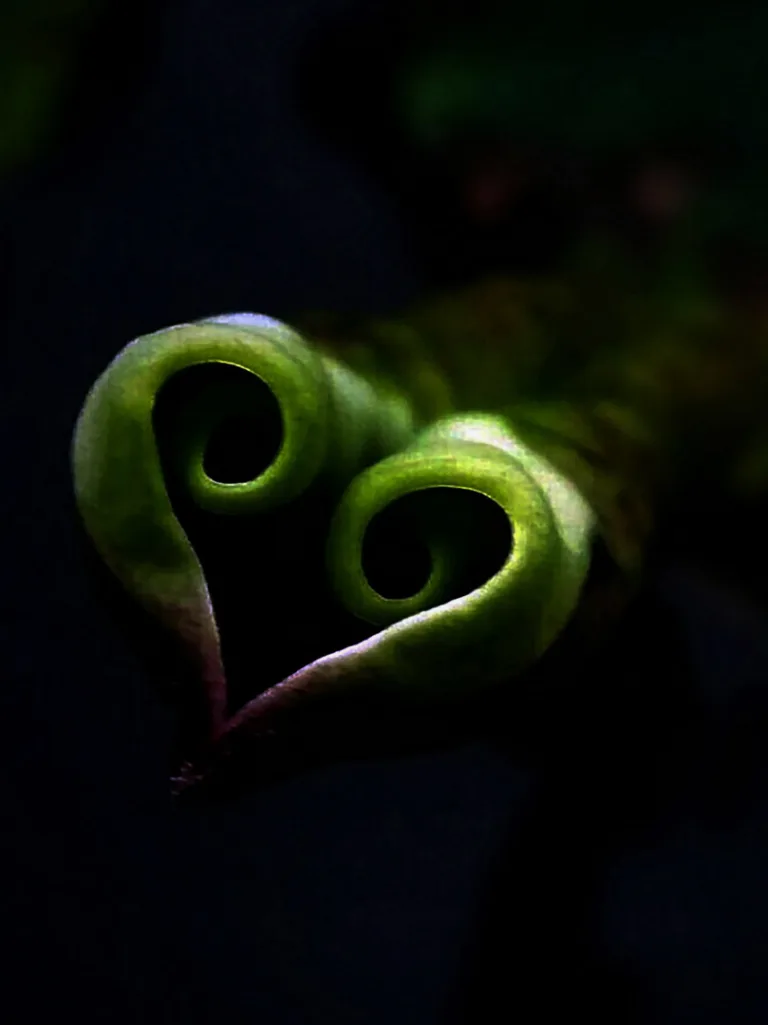 Miao Dejie - The Love Code of the Flower World 2
