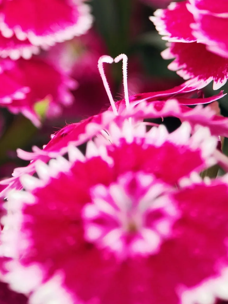 Miao Dejie - The Love Code of the Flower World 6