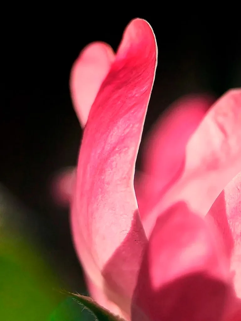 Miao Dejie - The Love Code of the Flower World 7