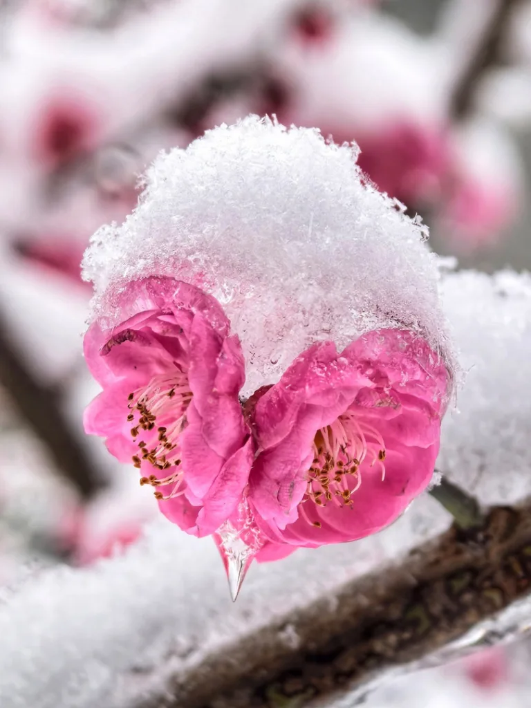 Miao Dejie - The Love Code of the Flower World 8