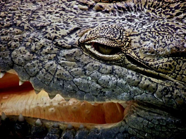 Michael Duke - Alligator