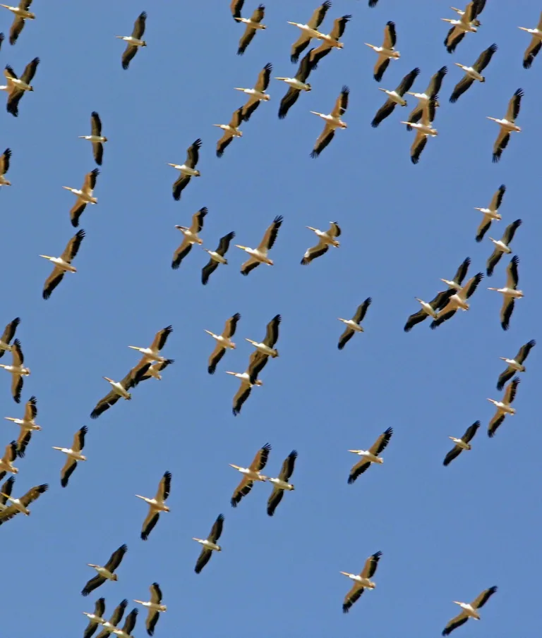 Michael Duke - Pelicans in formation