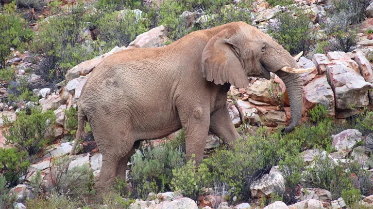 Michele Mosses-Dubois - African elephant