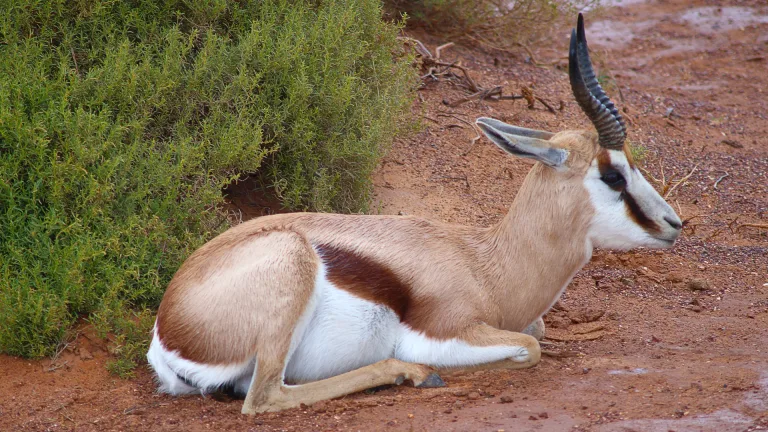 Michele Mosses-Dubois - Springbok resting