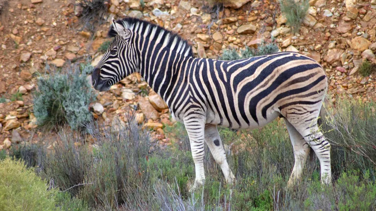 Michele Mosses-Dubois - Zebra
