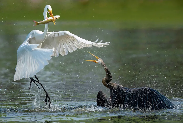 Mrinal Sen - Angry Darter