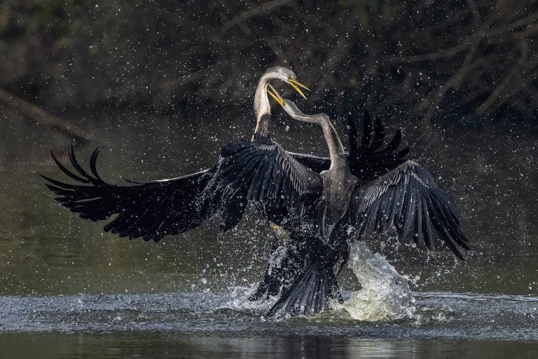 Mrinal Sen - Dart Combat
