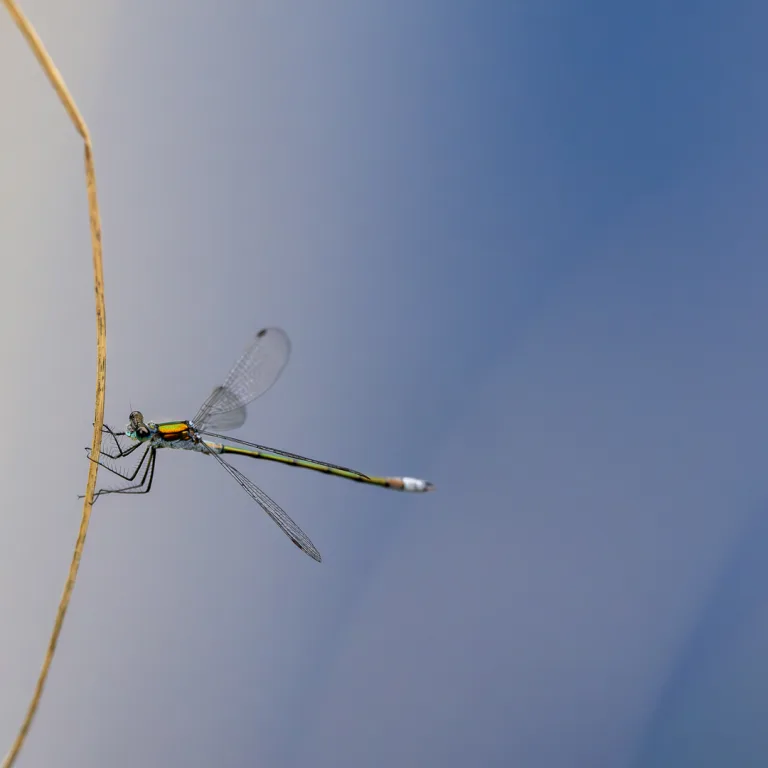 Roald Synnevaag - Dragonfly 2