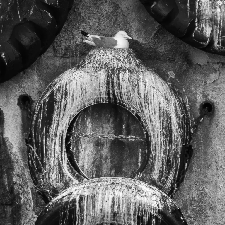 Roald Synnevaag - Home of seagull 2