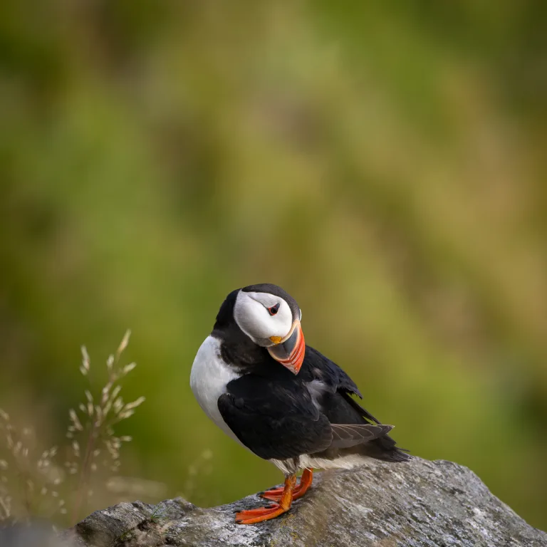 Roald Synnevaag - Puffin 2024