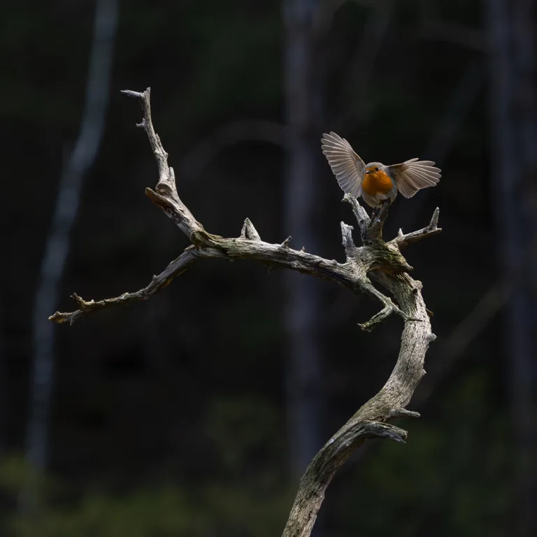 Roald Synnevaag - Robin