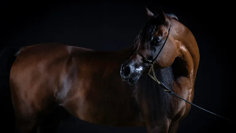 Sary Kahela - Arabian Horse Beauty 1