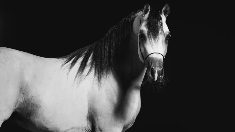 Sary Kahela - Arabian Horse Beauty 4