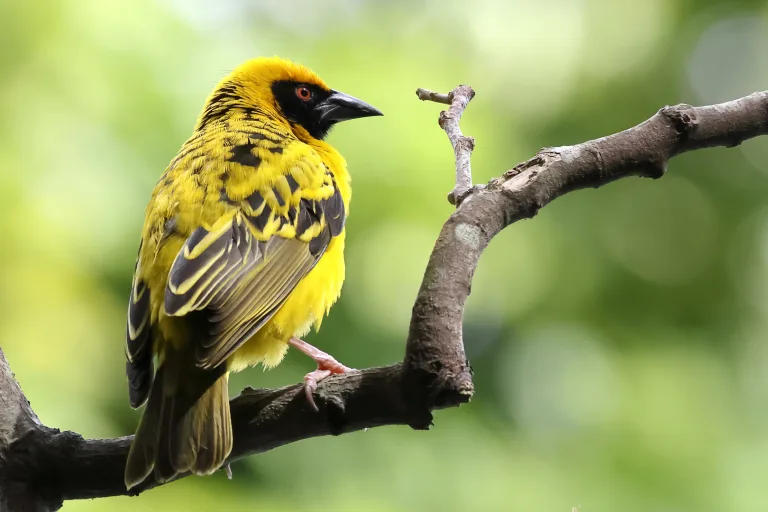 Steeve DUBOIS - Bright yellow Cape Weaver bird