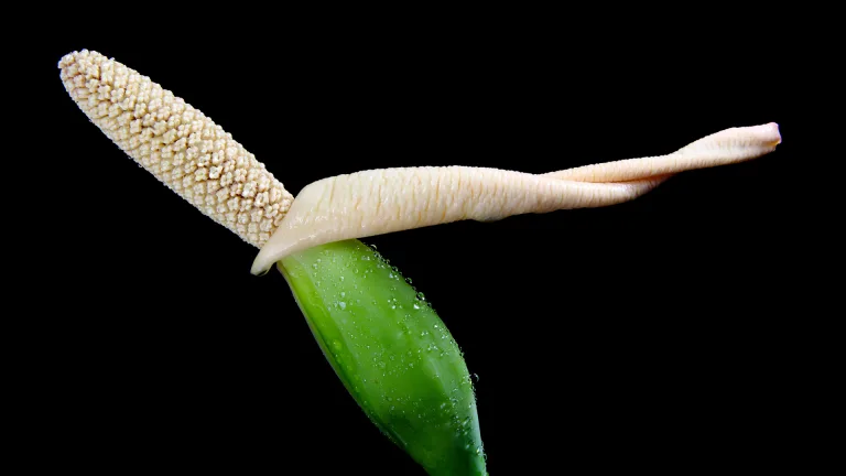 Steeve DUBOIS - Floral