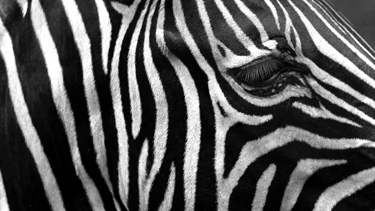 Steeve DUBOIS - Zebra head