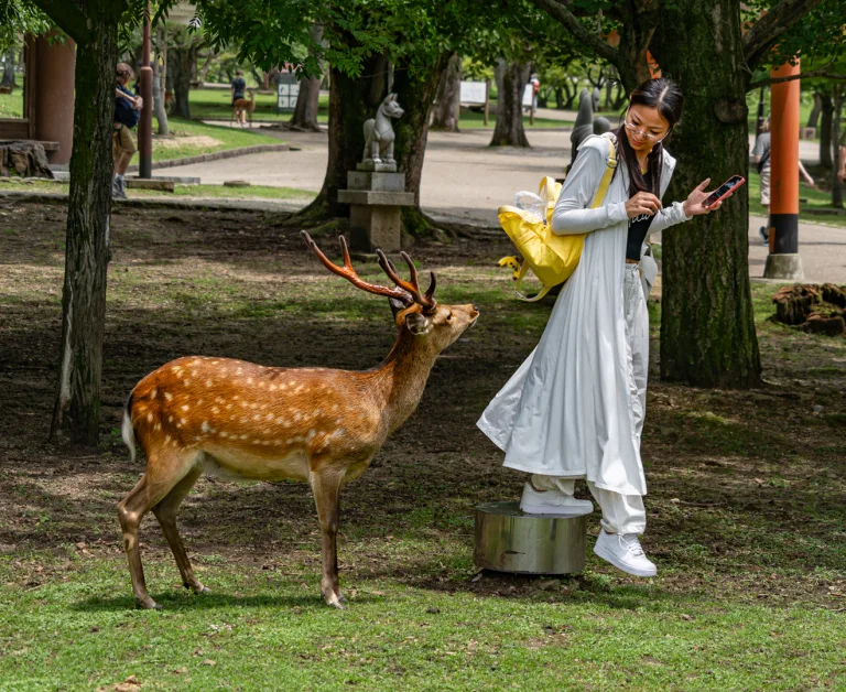 Stephen Evans - 005 sevans Nara Deer Park in Japan