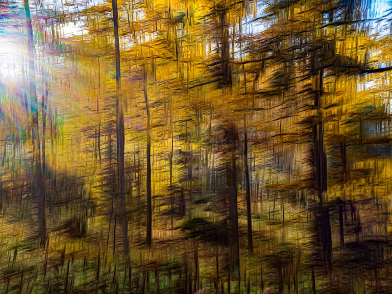 Tapani Huotari - Autumn forest