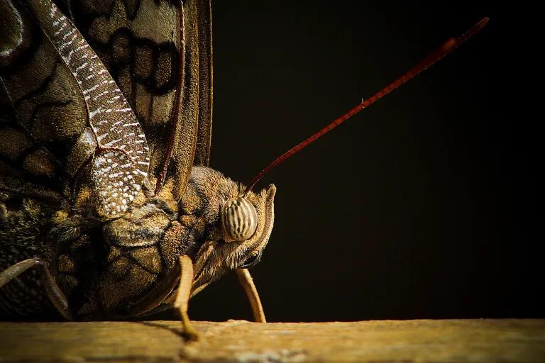 Thiago Campos - 02 Transformation and Reflection