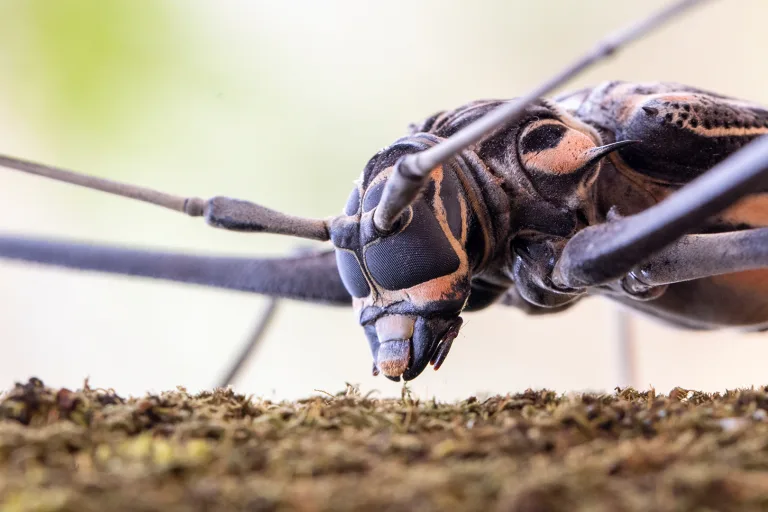 Thiago Campos - 04 Harlequin Beetle
