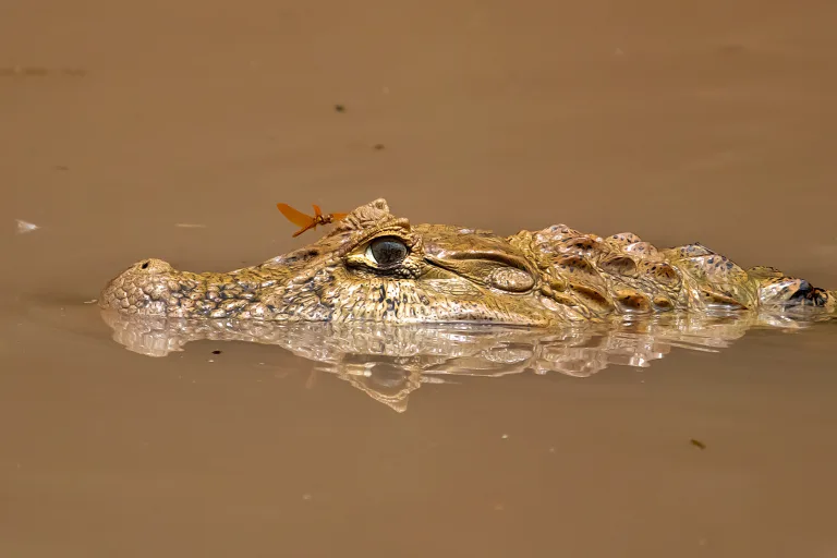 Thiago Campos - 05 Papo Amarelo