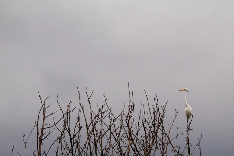 Thiago Campos - 06 Observer