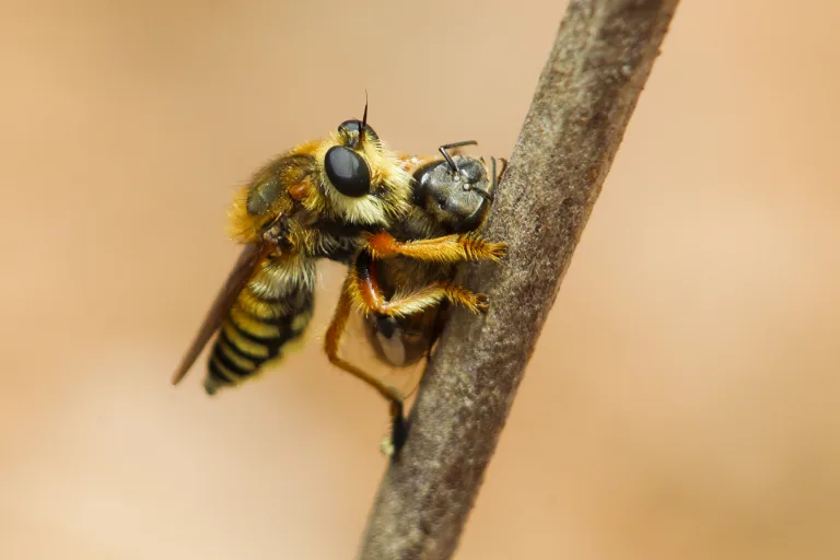 Thiago Campos - 08 Small Big Predator