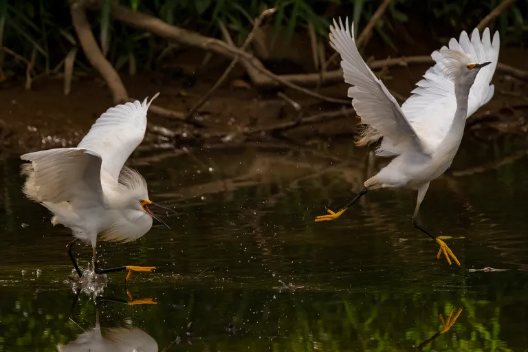 Thiago Campos - 09 A Moment of Elegance