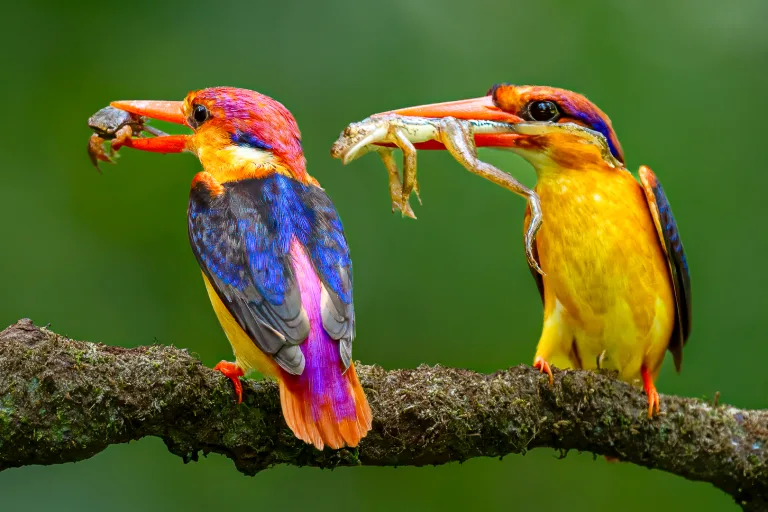 Venkatesh BS - Kingfishers back and front 1777